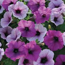 You can find seed packages that contain a mixture of different colored wave petunias so that your hanging baskets or. Easy Wave Plum Pudding Mix Petunia Seeds Ws 22043 3 00 Weseeds Com