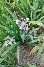 Image result for Tulbaghia cameronii