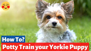 At what age are yorkies potty trained? How To Potty Train A Yorkshire Terrier Puppy New Unique Method 2021 Youtube