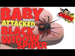 But if you think you've been bitten by this spider, make an appointment to see your doctor. How To Kill Black Widows Horror Black Widow Spider Infestation Found On Kids Toys Youtube