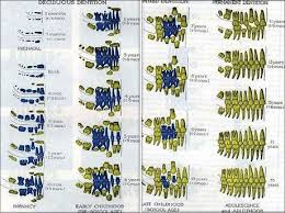 Age Determination By Schour And Massler Method A Forensic