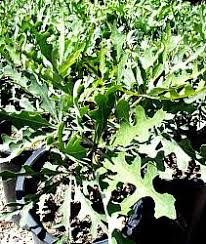 Image result for Cussonia sessilis