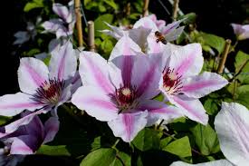 We did not find results for: Clematis Waldrebe Nelly Moser Lubera At