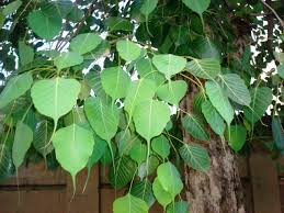 Image result for Ficus religiosa