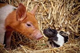 You can find the best mobile petting zoo entertainment professionals on bark. Parties Mobile Animal Farm Sydney Petting Zoo Hire Kindifarm Com Animals Cute Funny Animals Cute Piggies