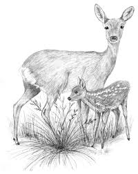 Mother and baby deer coloring pages. How To Draw A Realistic Baby Deer Novocom Top