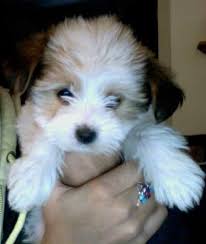 Black And White Papillon Shih Tzu Mix Maltese And Papillon Mix My Baby Papillon Mix Puppy Cage Puppy Accessories