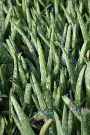 Image result for Aloe wollastonii