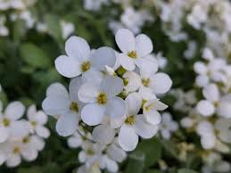 Image result for Arabis alpina