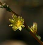 Image result for Lactuca lasiorhiza