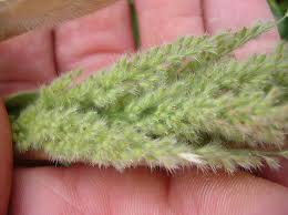 Image result for Panicum flacciflorum