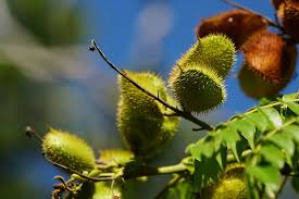 Image result for Guilandina bonduc