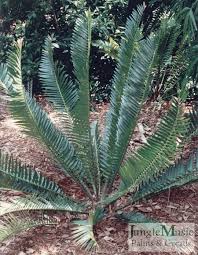Image result for Encephalartos munchii