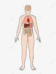Human Body Human Clipart Skeleton Png Transparent Clipart Image And Psd File For Free Download Di 2021 Tubuh Manusia Png Gambar Manusia