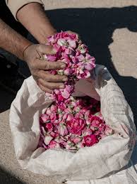 Image result for Pink 1964 Amana