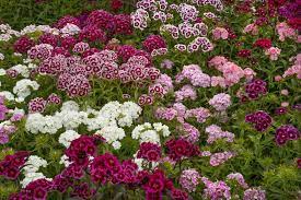 Check spelling or type a new query. Perennial Dianthus Plant Care Growing Guide