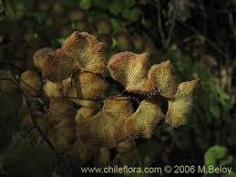 Image result for Adiantum vogelii