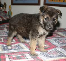 Well, the husky german shepherd mix known as the gerberian shepsky is not a pure breed and one of its own kinds. Westside German Shepherd Rescue Of Los Angeles
