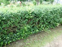 Ab wann kann man hecken liguster, ligustrum vulgare, ligusterhecke: Ligusterhecke Zuruckschneiden Gartenbob De Der Garten Ratgeber