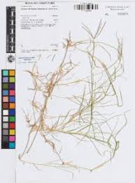 Image result for Cynodon aethiopicus