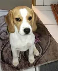 We also use this information to target and measure promotional material. When Beagles Chew Or Lick Their Paws