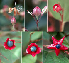 Image result for Clerodendrum buchneri