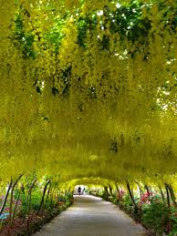 Built By Branches Nine Of The Most Incredible Tree Tunnels Tree Tunnel Trees To Plant Nature Garden
