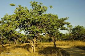 Image result for Combretum zeyheri