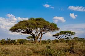 Image result for Acacia tortilis