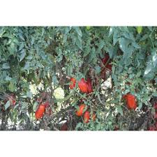 Check spelling or type a new query. San Marzano Tomatoes 400 G Can Manufactum