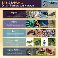 Kemahiran saintifik 1.kemahiran proses sains 1. Sains Tahun 4 Proses Hidup Pusat Tuisyen Pentas Didik Facebook