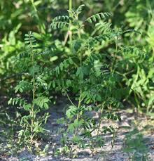 Image result for Indigofera colutea