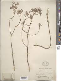 Image result for Kalanchoe glaucescens