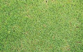 A native grass of tropical origin that extends from marshes (salt and freshwater), lagoon fringes, and sandy beach ridges. Keep Your Yard The Greenest On The Block With Hawaiian Turfgrass Hawaii Home Remodeling