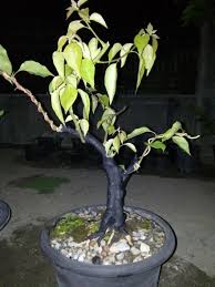 Bonsai sendiri merupakan suatu teknik untuk membuat tanaman yang berukuran walaupun beberapa jenis tanaman dapat dibuat bonsai, namun bonsai bunga kertas atau bougenvile menjadi salah satu jenis tanaman bonsai. Wow 16 Gambar Bunga Kertas Bonsai Koleksi Bunga Hd