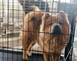 Dallas puppies and dogs for adoption. Austin Animal Center On Twitter 12 Adoptions Extended We Received A Ton Of Support Over The Weekend But We Re Not Out Of The Woods Dogs Like This One Are Still Without