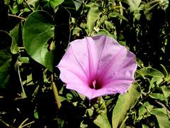 Image result for Ipomoea tenuirostris