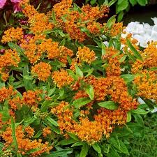 Buy Asclepias Tuberosa Best Value For Money Gardens4you
