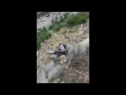 Kangal Kopekleri 2019 Karda Koyun Surusu Coban Hayati Sivas Youtube