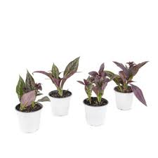 Take care when planning your floral presentation. Fresh Flowers Target
