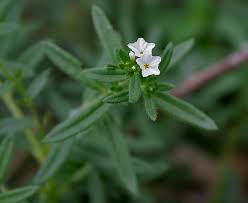 Image result for Euploca