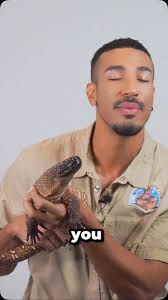 This has to be one of coolest animals I work with that you’ve never heard  about! #MexicanBeadedLizard, #ReptileLovers, #Herpetology,  #LearnOnInstagram, #WildlifeEducation, #AnimalFacts, #DidYouKnow, ...