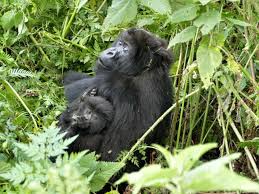 Is This Gorilla Mother Consciously Protecting Her Baby From Infanticide 13 7 Cosmos And Culture Npr