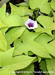 Image result for Ipomoea batatas