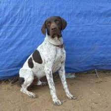 He is over 100 pounds at a healthy weight. 300 Best Gsp Rescue Dogs Ideas Gsp Rescue Rescue Dogs Gsp