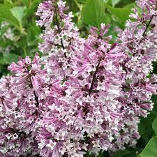 Patula 'miss kim') is more compact and blooms a little later than common lilac. Miss Kim Lilac Voglund Nursery