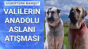 Sivas Kangali Aksaray Malaklisi Hangi Coban Kopegi Daha Guclu Haberturk Manset 21 Eylul 2020 Youtube