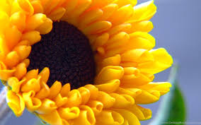 Pink tulips, dyed easter eggs, istanbul tulip festival, happy easter celebrate, paris sakura location for instagram, march 8, tulips field canada butchart gardens, happy easter 2020, yellow tulips, daffodils spring, pink tulips and gift, mill and tulips in holland, spring inscription, spring tulips on yellow background, tulips. Z38 Sfondi Desktop Fiore Wallpapers Girasole Hd Flower Fiori Sfondodesktop Altervista Org Jpg Desktop Background