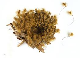 Image result for Protea madiensis