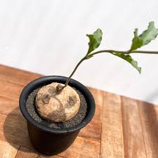 Image result for Raphionacme globosa